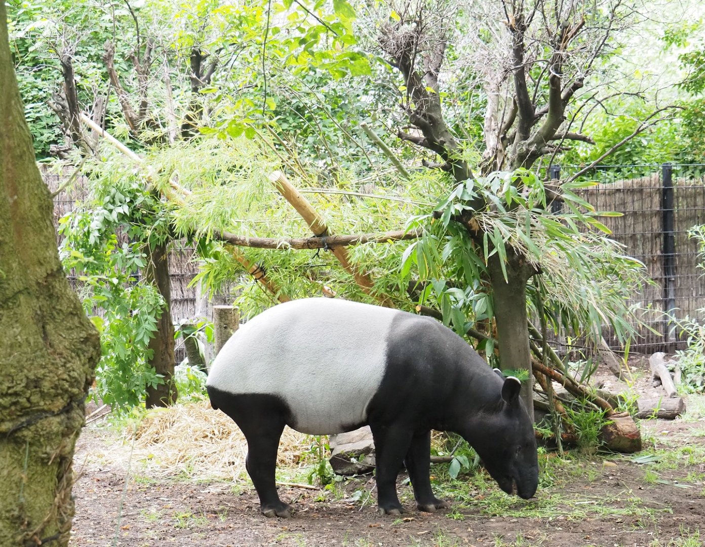 Combined shelter and feeding area for Malayan tapirs, 2023-07-02