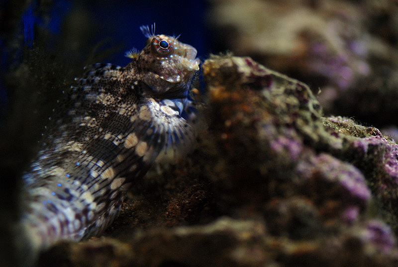 Combtooth blenny at Timmendorfer Strand
