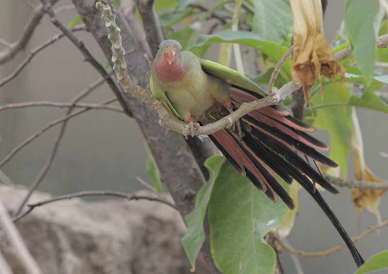 Come on shake a tail feather