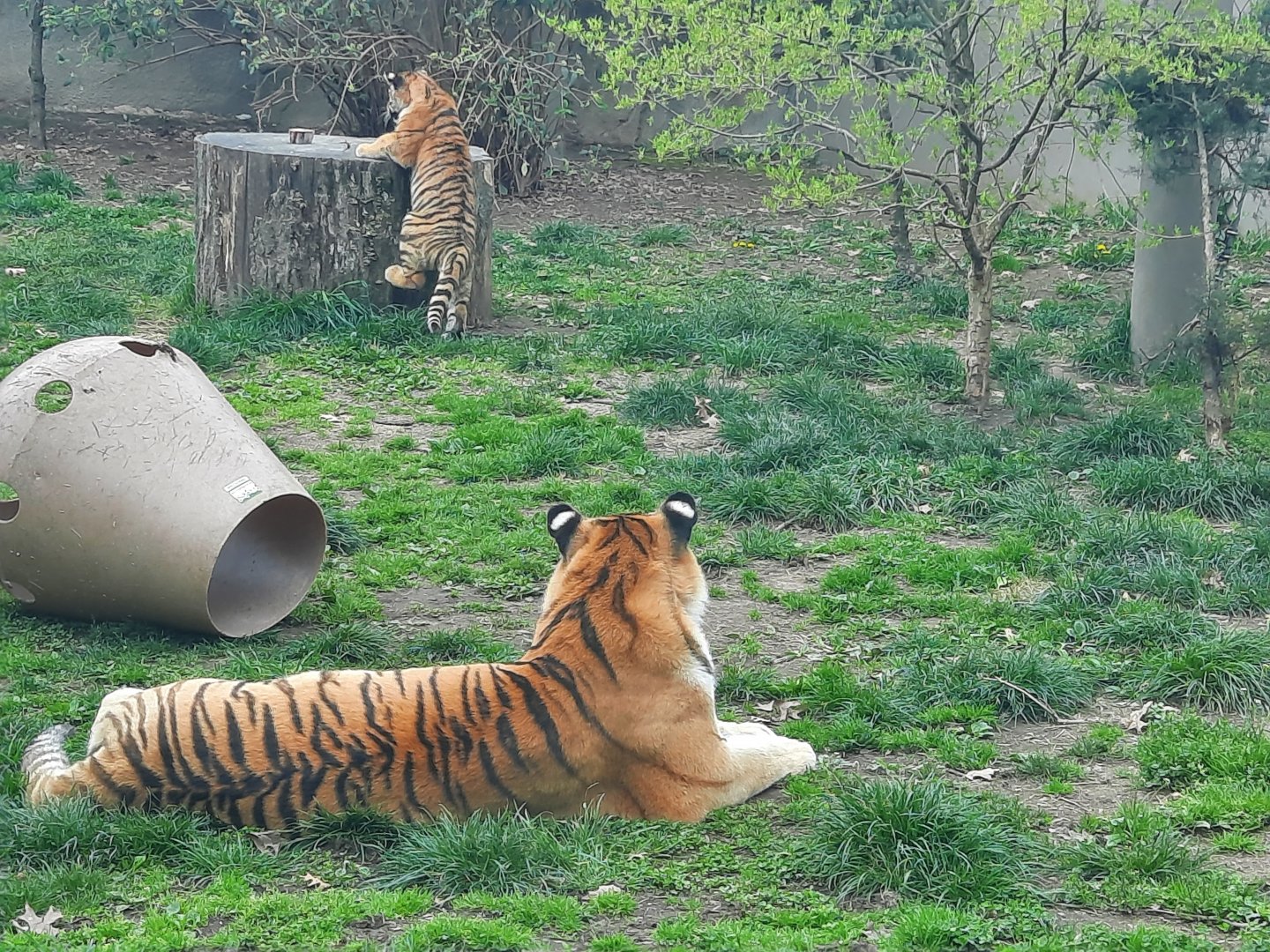 "Come on you can do it"