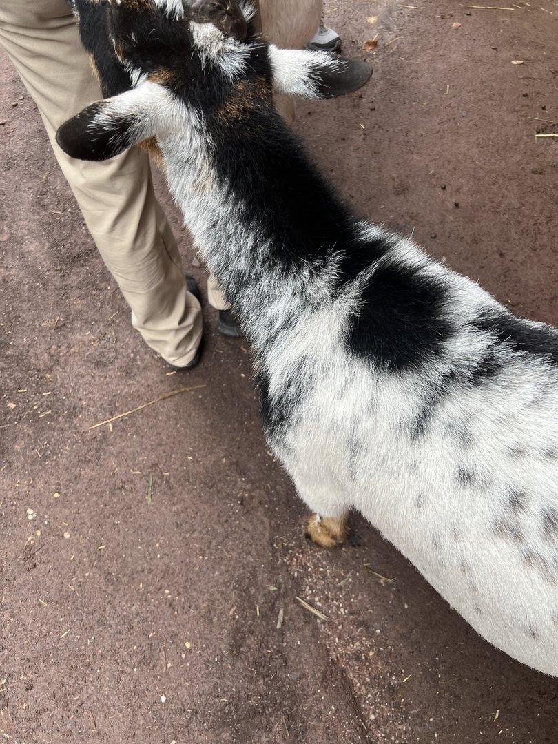 Comet asking for attention