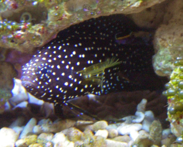 Comet (Calliplesiops altivelis)