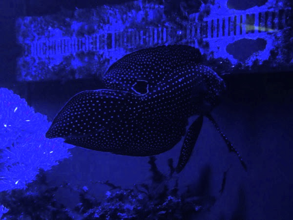 Comet (Calloplesiops altivelis)