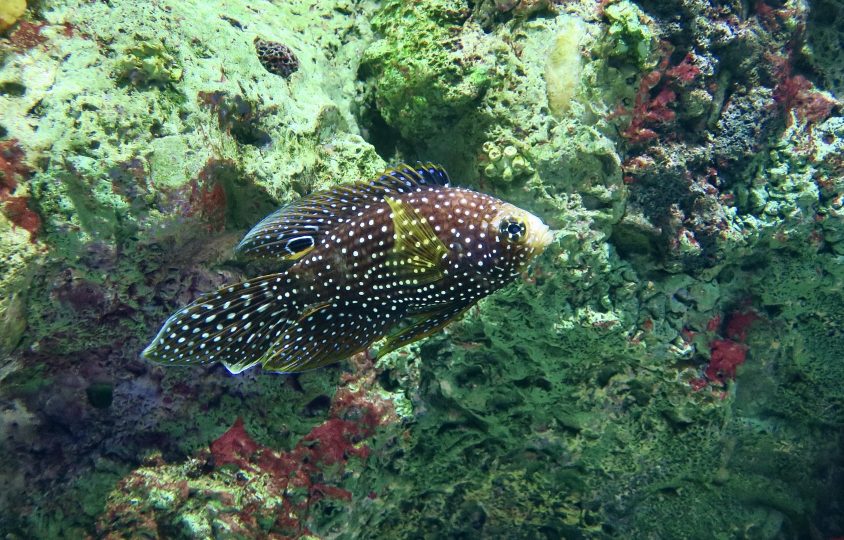 Comet (Calloplesiops altivelis)