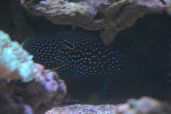 Comet (Calloplesiops altivelis)