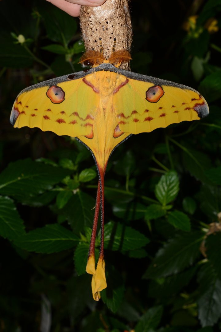 Comet moth (Argema mittrei)