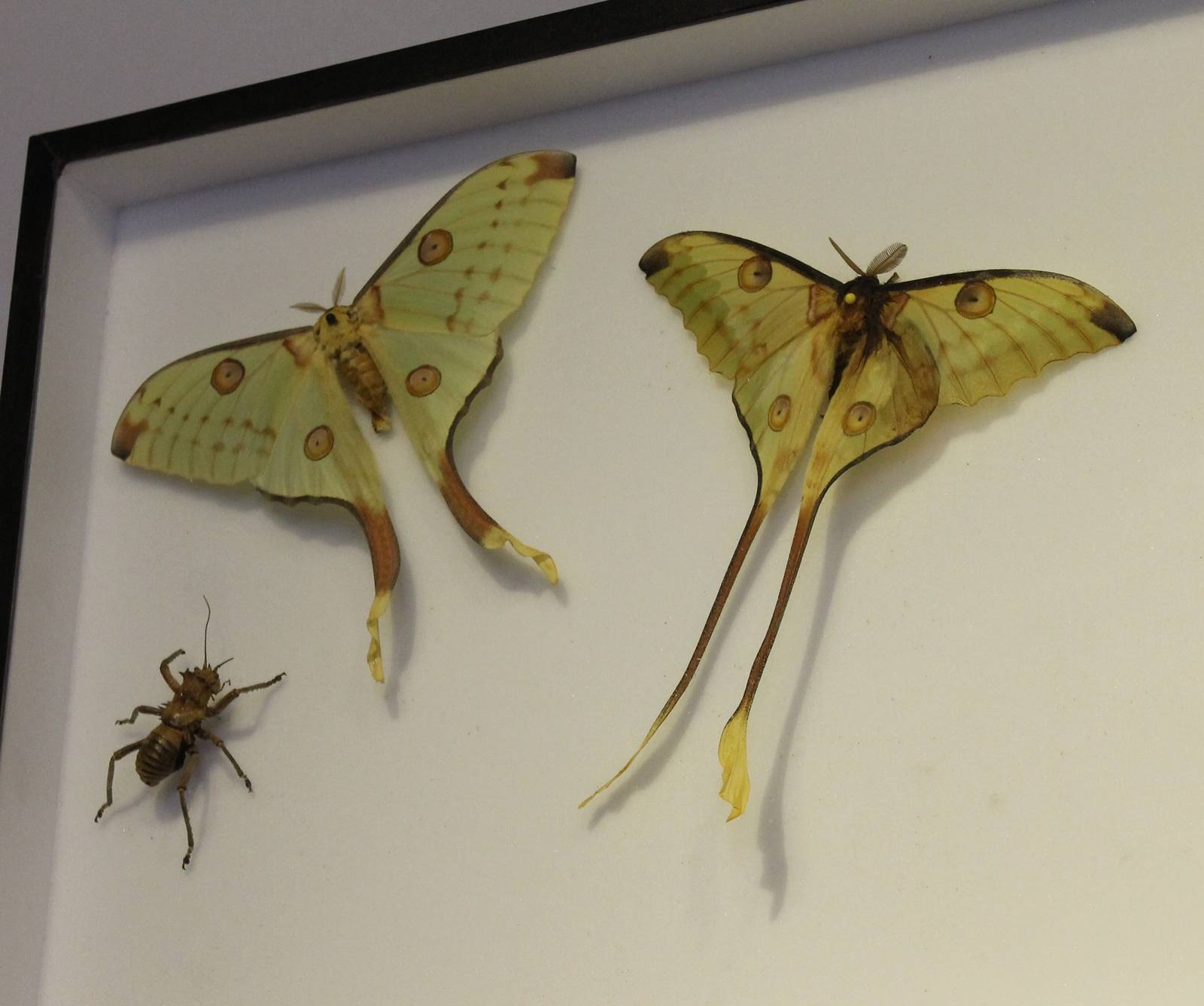Comet moths and Shieldback cricket-specimen