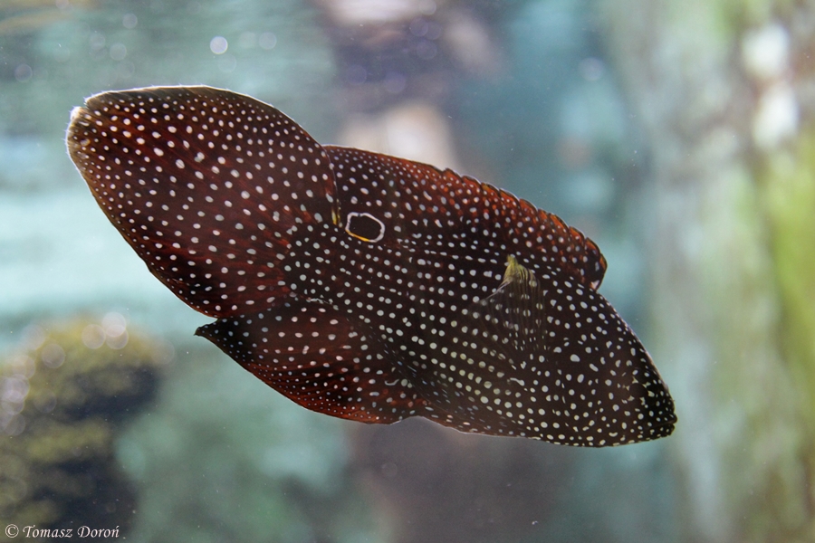 Comet or Marine Betta (Calloplesiops altivelis)