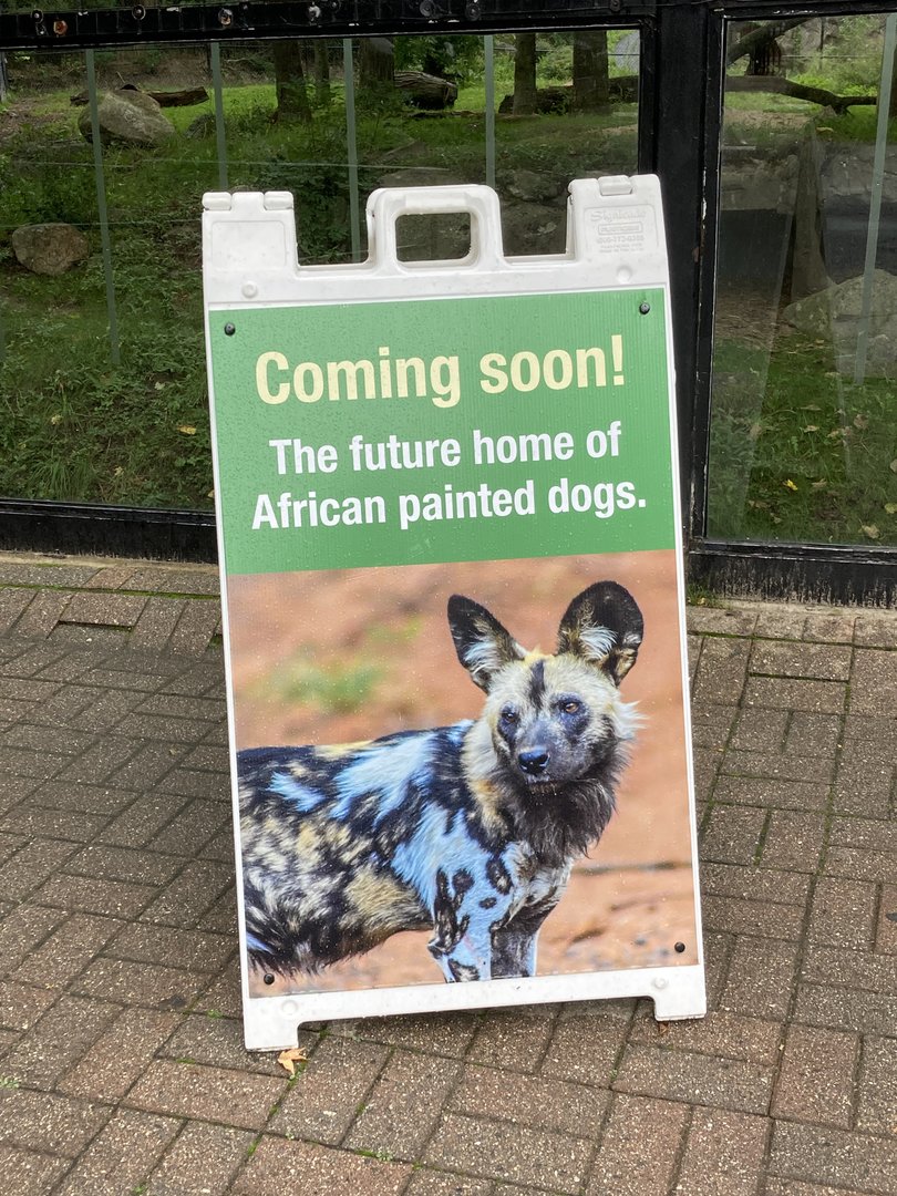Coming Soon: African Painted Dogs