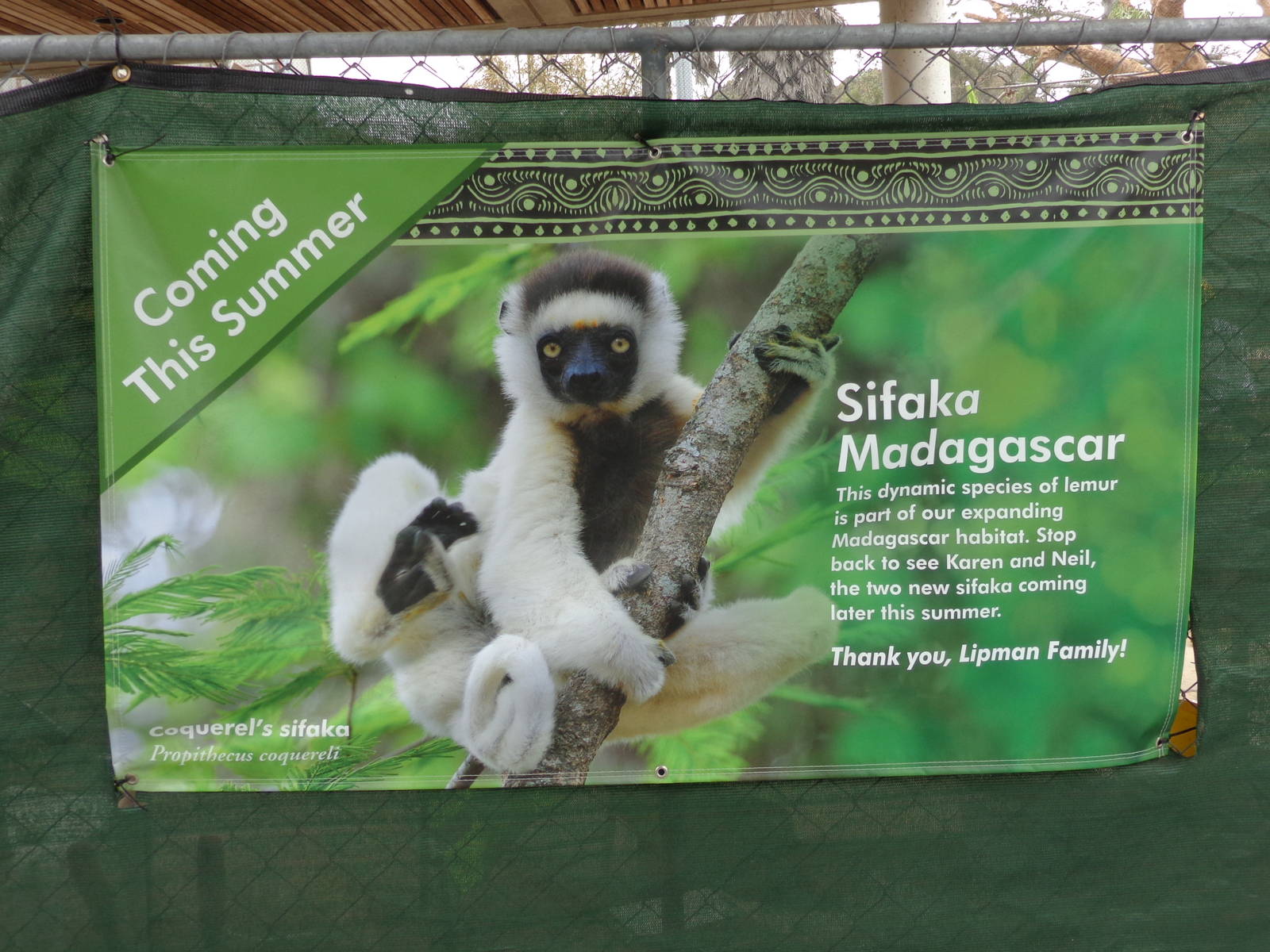 Coming Soon: Sifakas