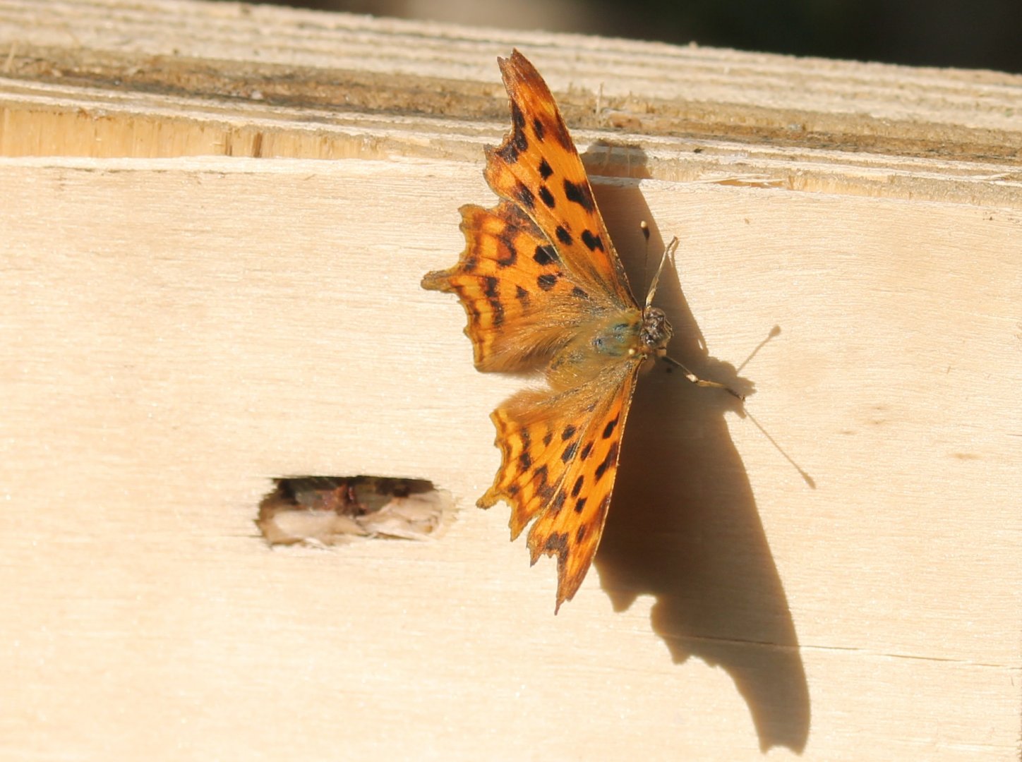 Comma angelwing - Polygonia c-album