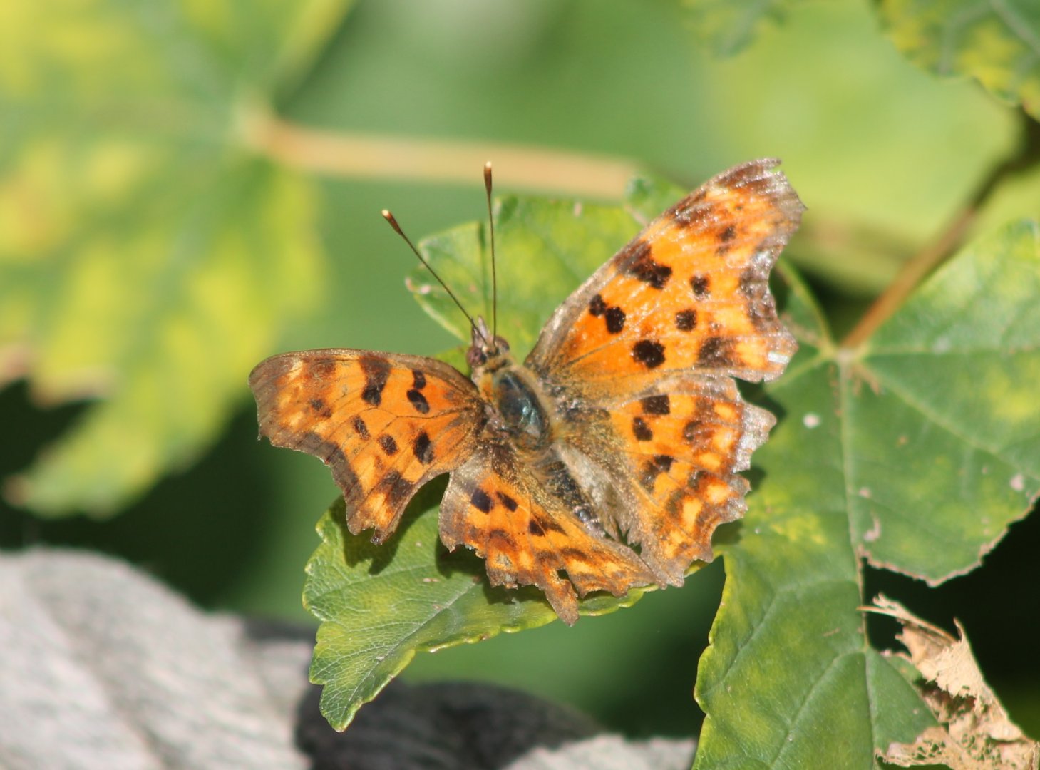 Comma angelwing - Polygonia c-album