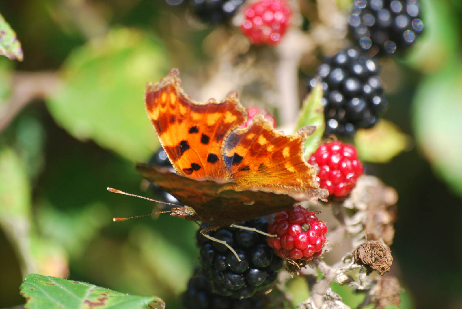 Comma butterfly