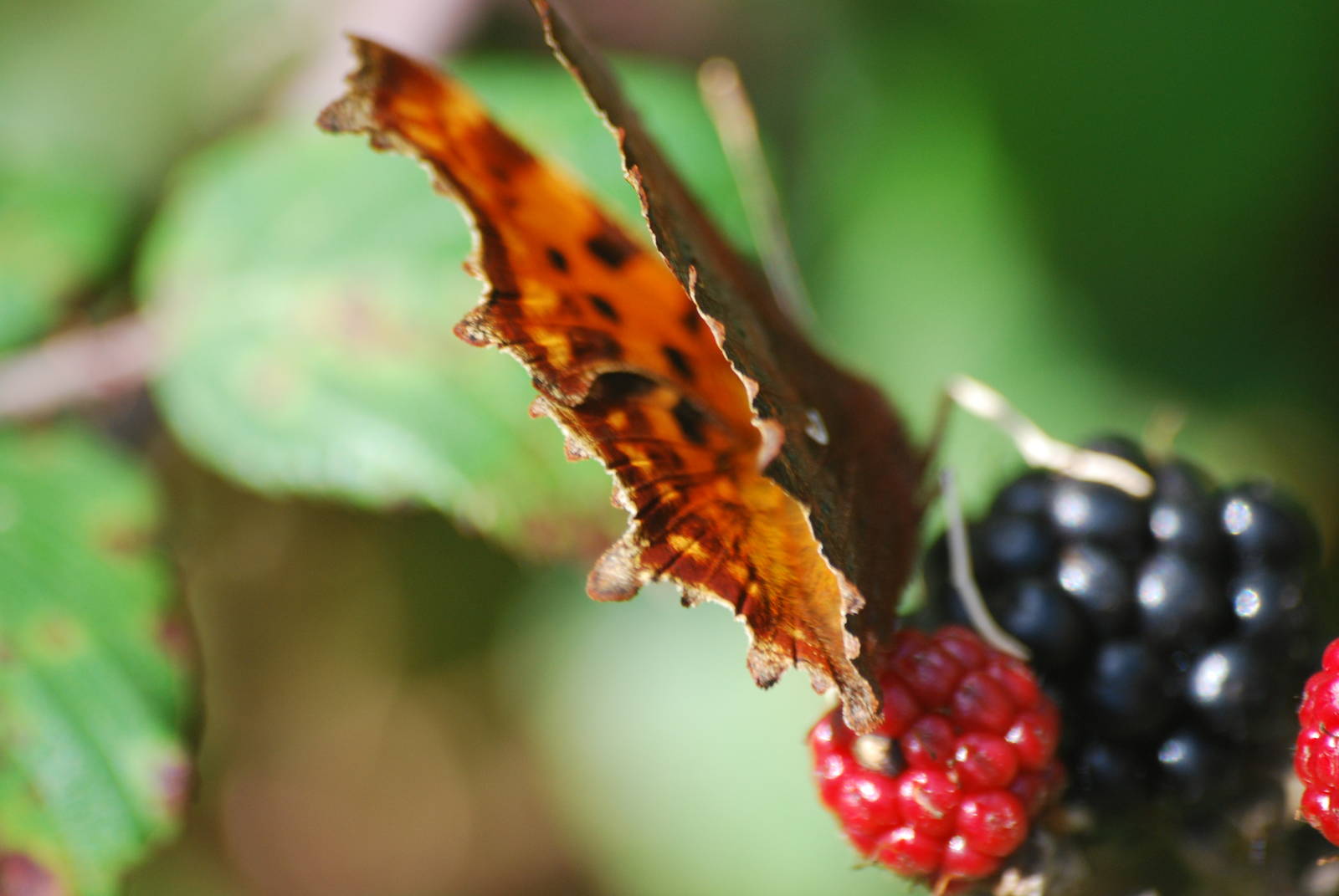 Comma butterfly