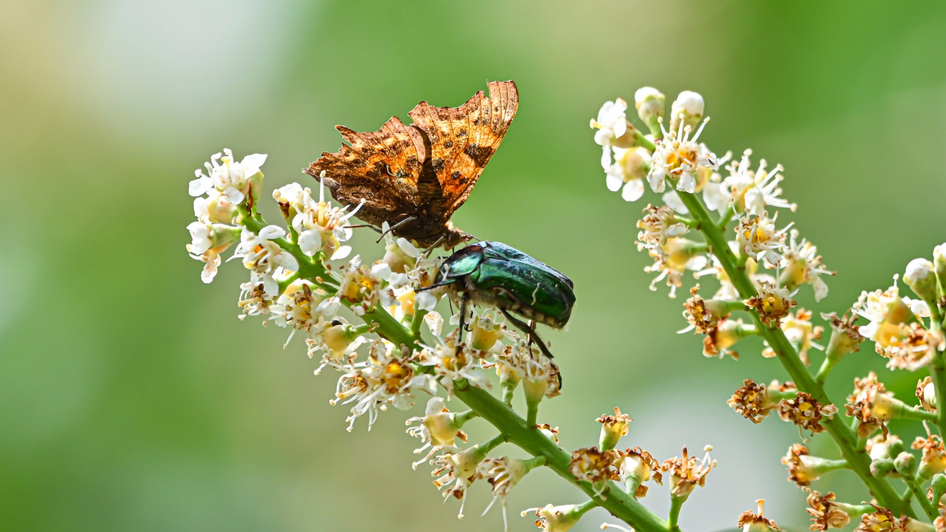Comma + Rose chafer