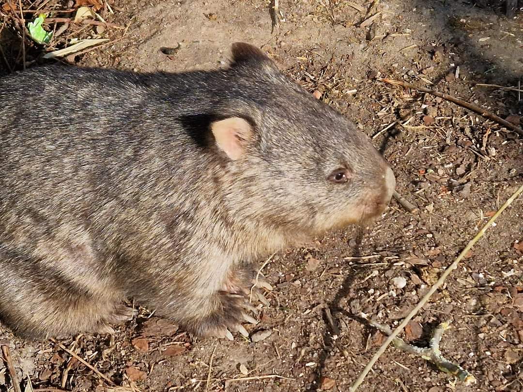 Comman Wombat