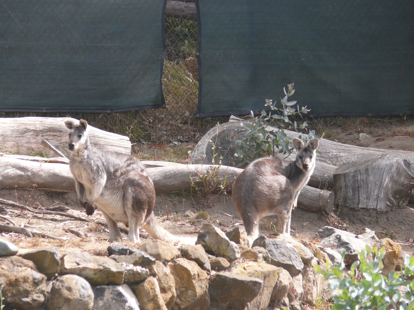 Comme Wallaroo - 8th 2023