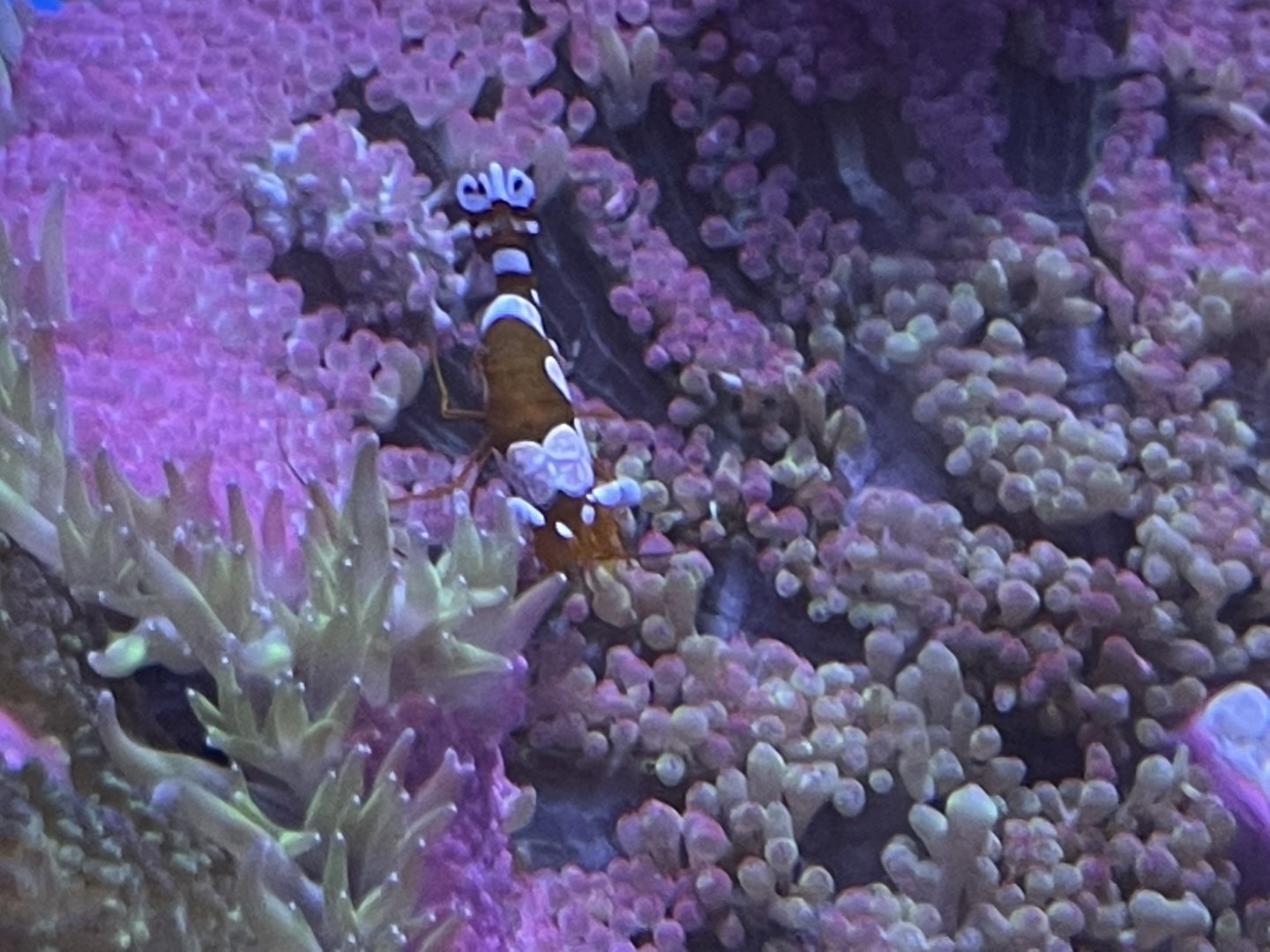 Commensal shrimp and carpet anemone
