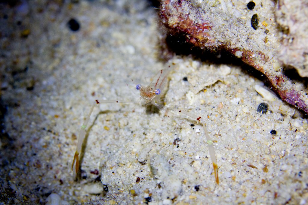 Commensal Shrimp - Periclimenes tenuipes