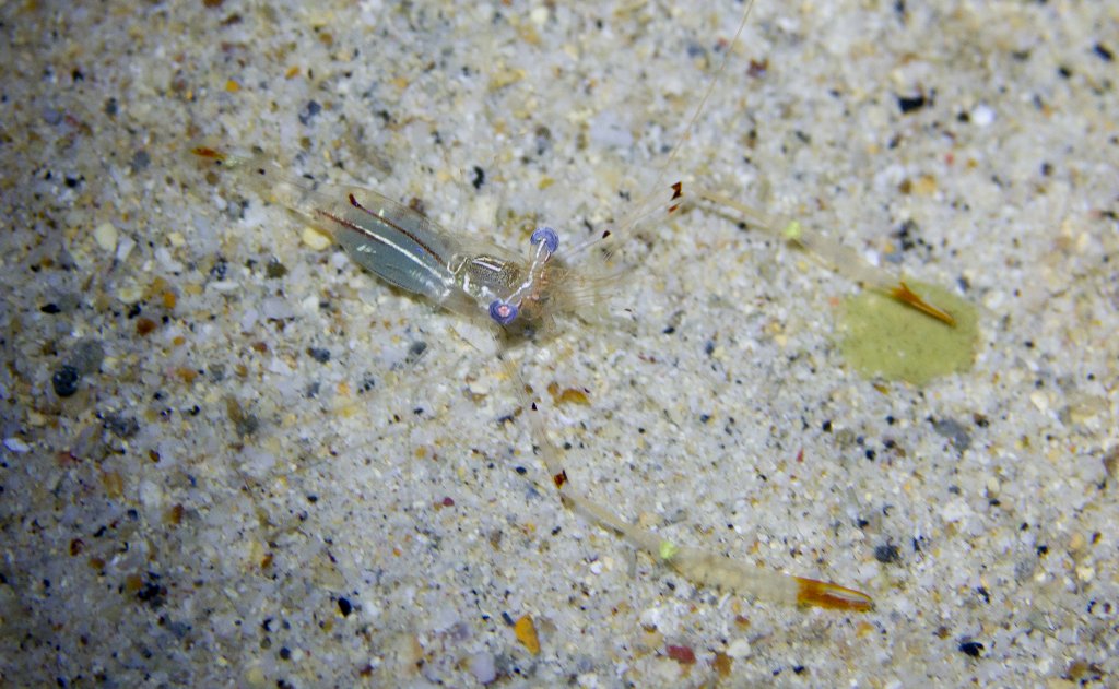 Commensal Shrimp - Periclimenes tenuipes