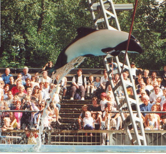 Commerson's Dolphin at Duisburg, 1998