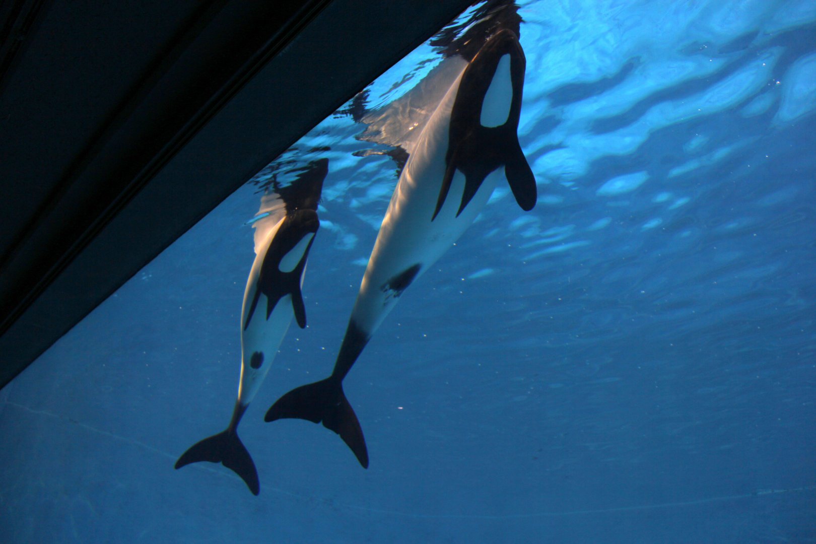 Commerson's dolphin (Cephalorhynchus commersonii) underbelly