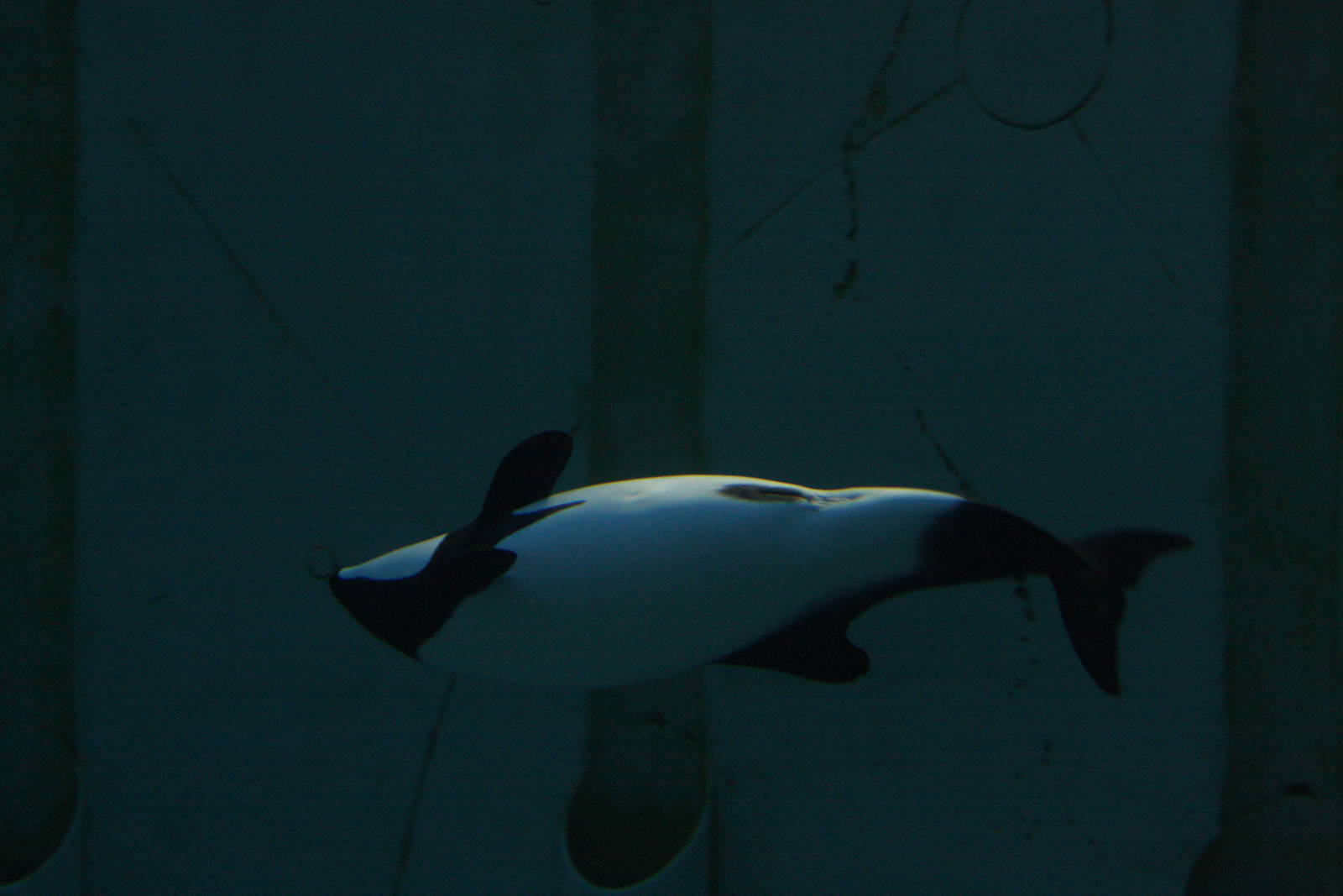 Commerson's Dolphin (Cephalorhynchus commersonii)