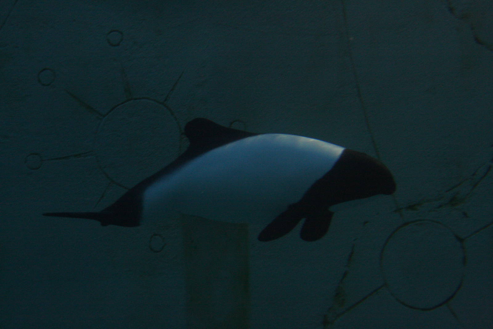 Commerson's Dolphin (Cephalorhynchus commersonii)