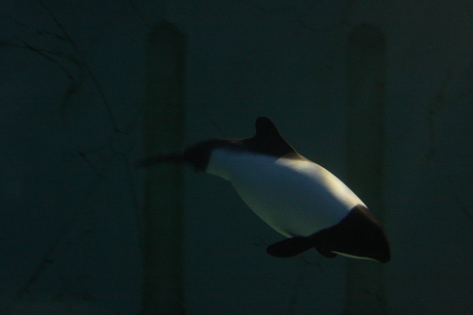Commerson's Dolphin (Cephalorhynchus commersonii)