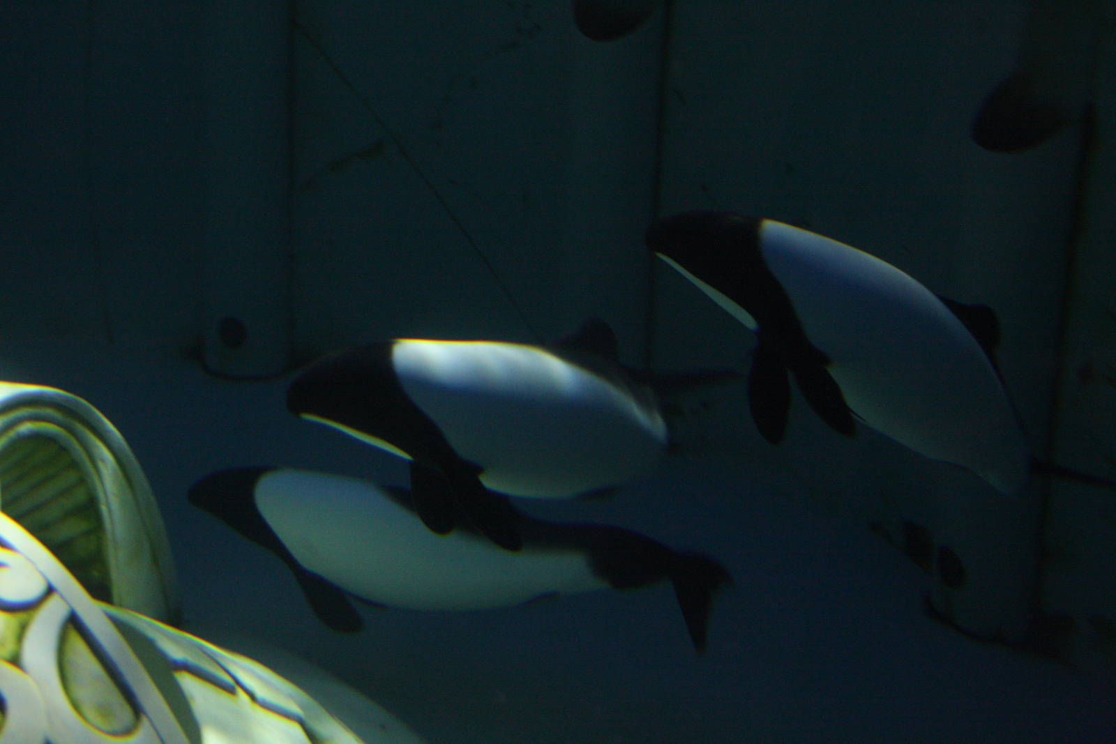 Commerson's Dolphin (Cephalorhynchus commersonii)