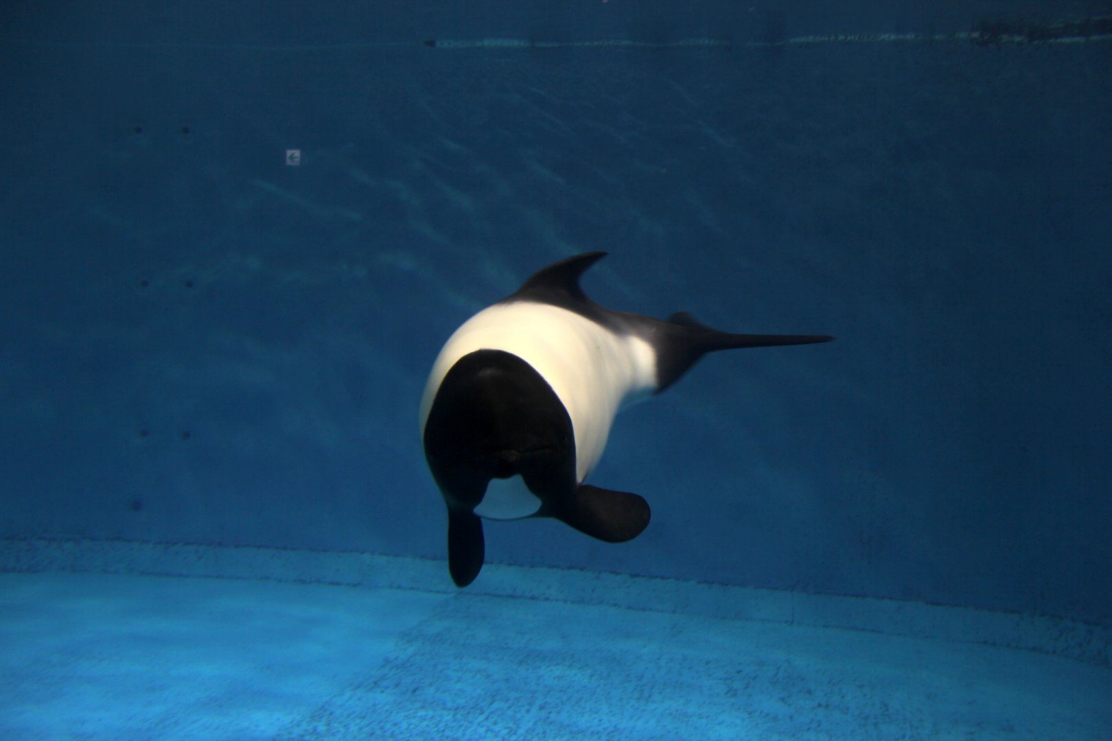 Commerson's dolphin (Cephalorhynchus commersonii)