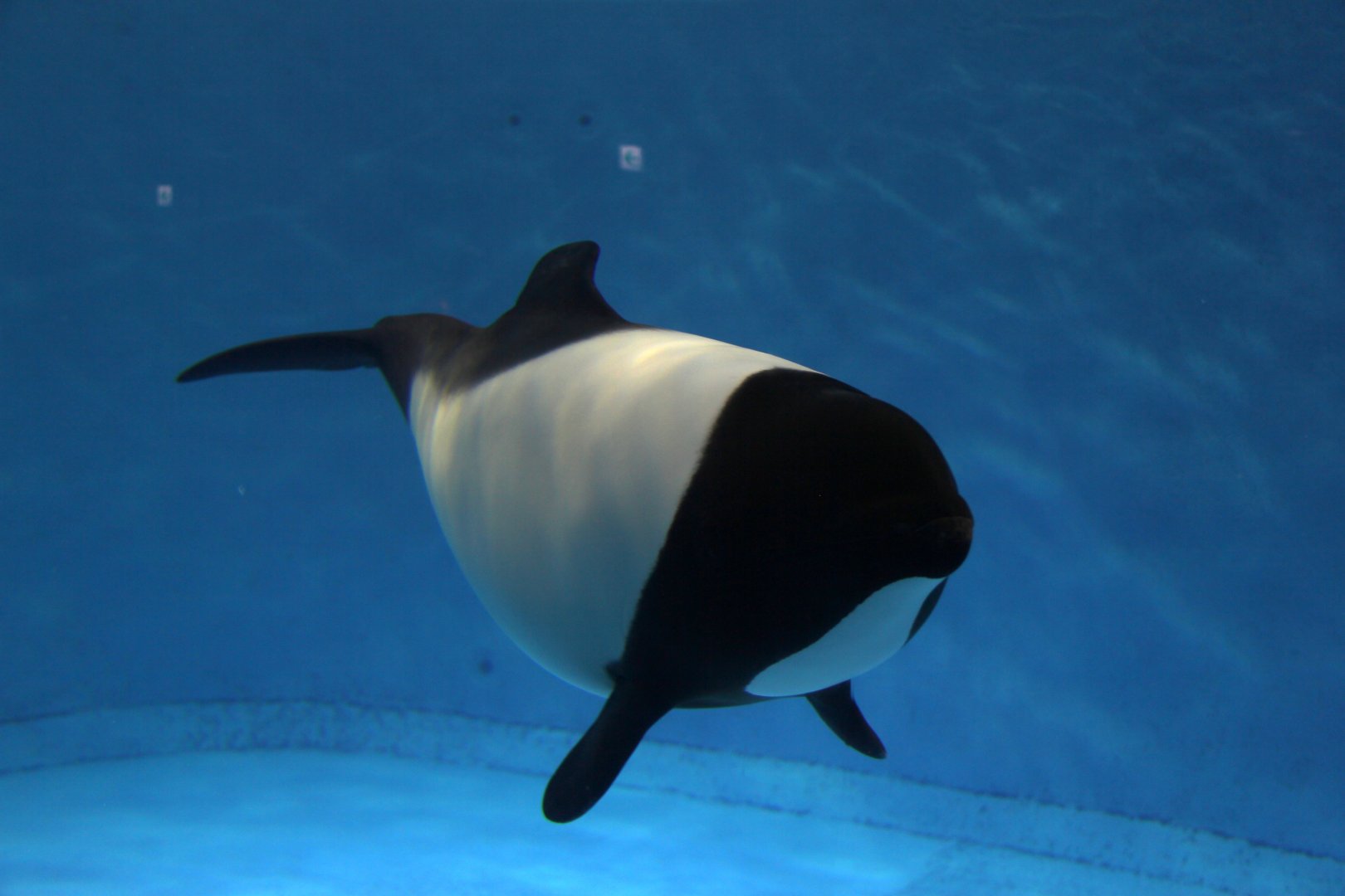 Commerson's dolphin (Cephalorhynchus commersonii)