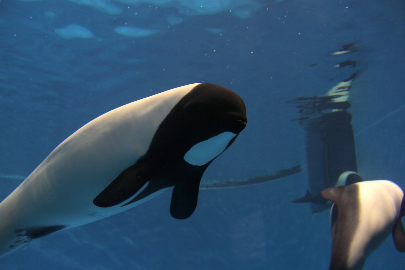 Commerson's dolphin (Cephalorhynchus commersonii)