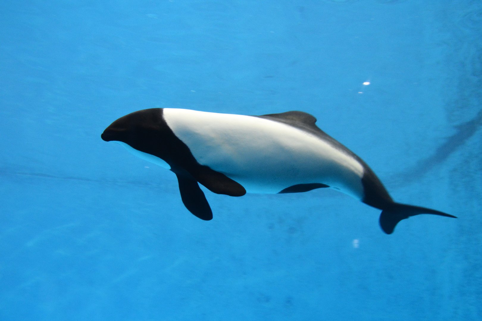 Commerson's dolphin (Cephalorhynchus commersonii)