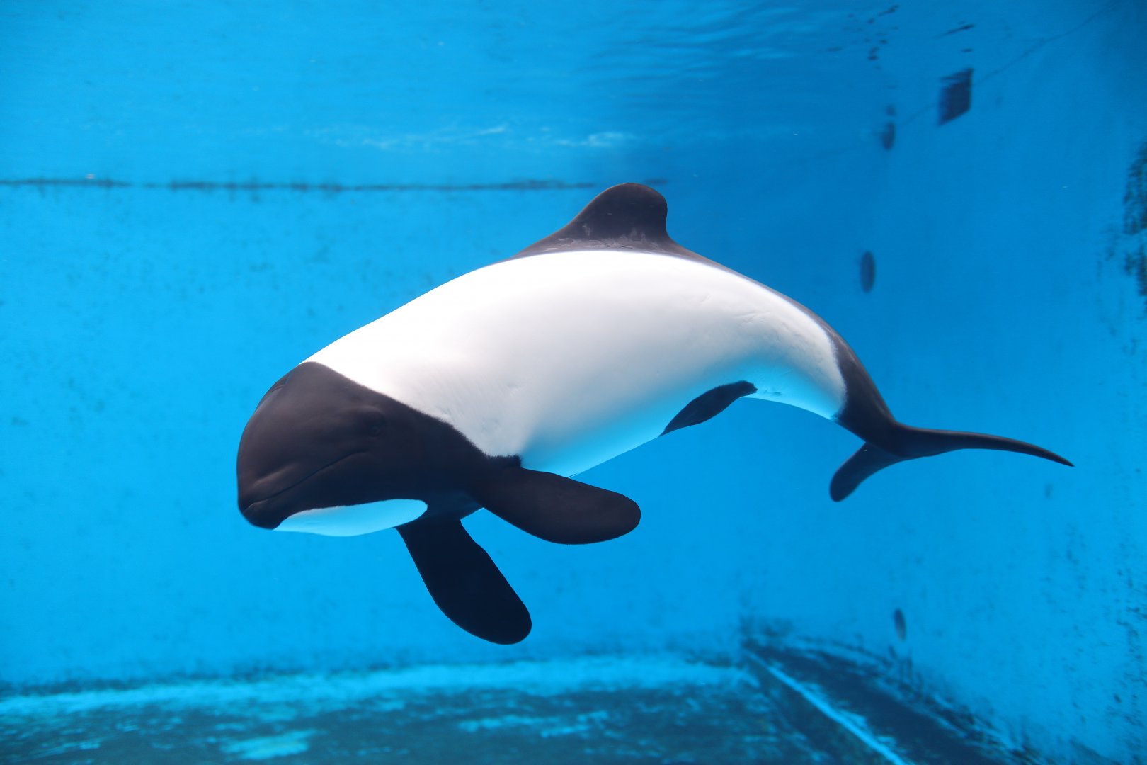 Commerson's Dolphin (Cephalorhynchus commersonii)