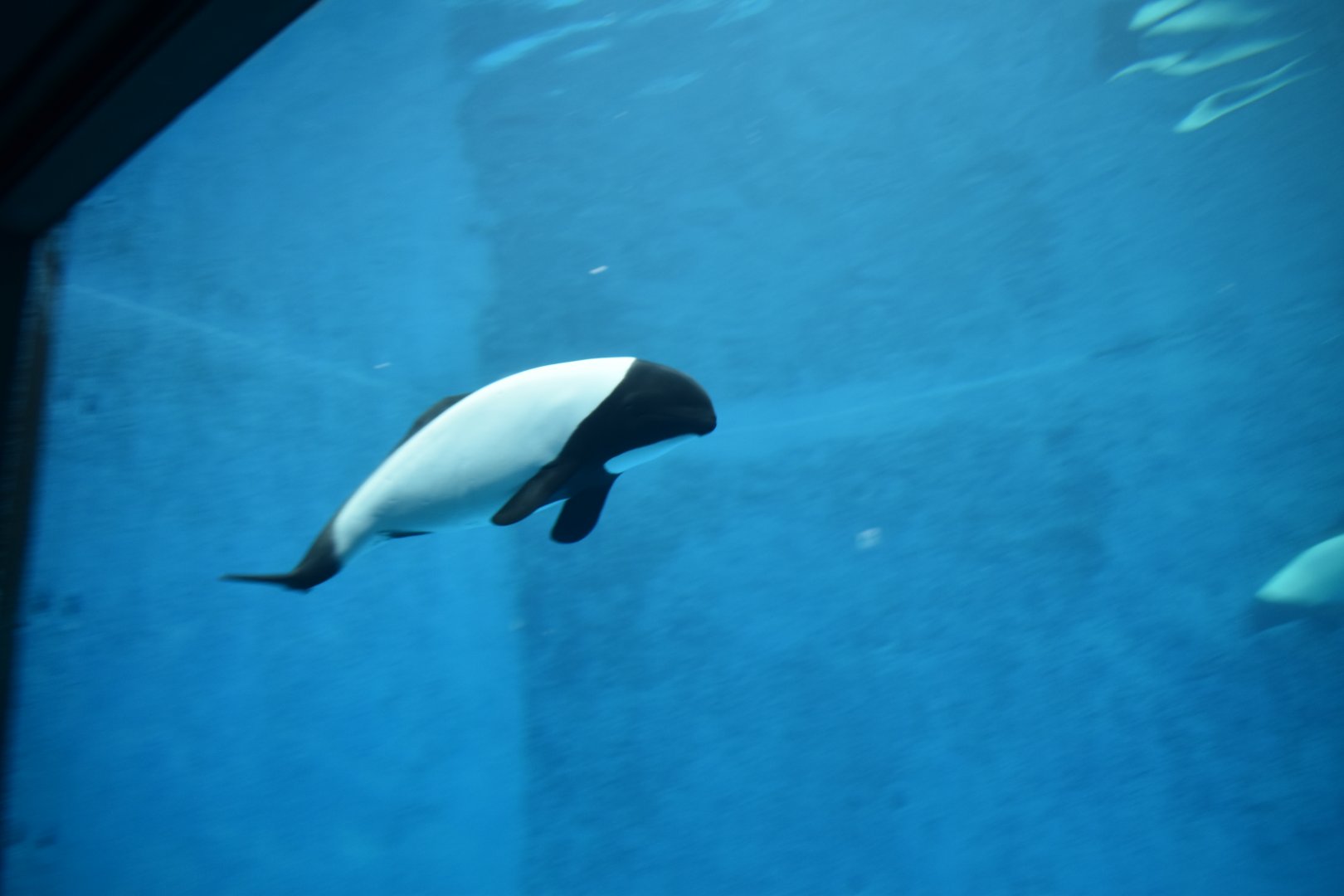 Commerson's Dolphin ~ October 28th 2022