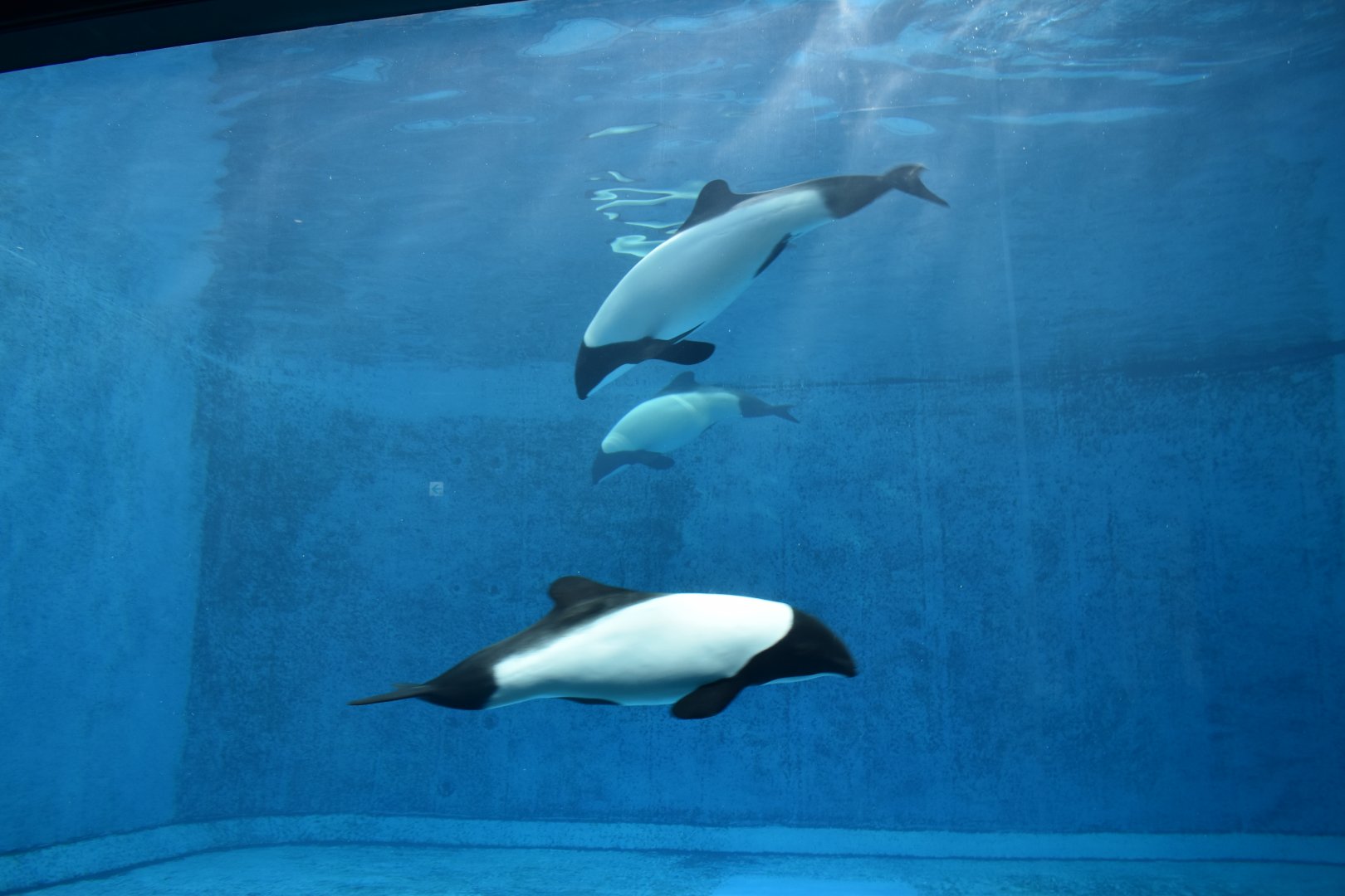 Commerson's Dolphin ~ October 28th 2022