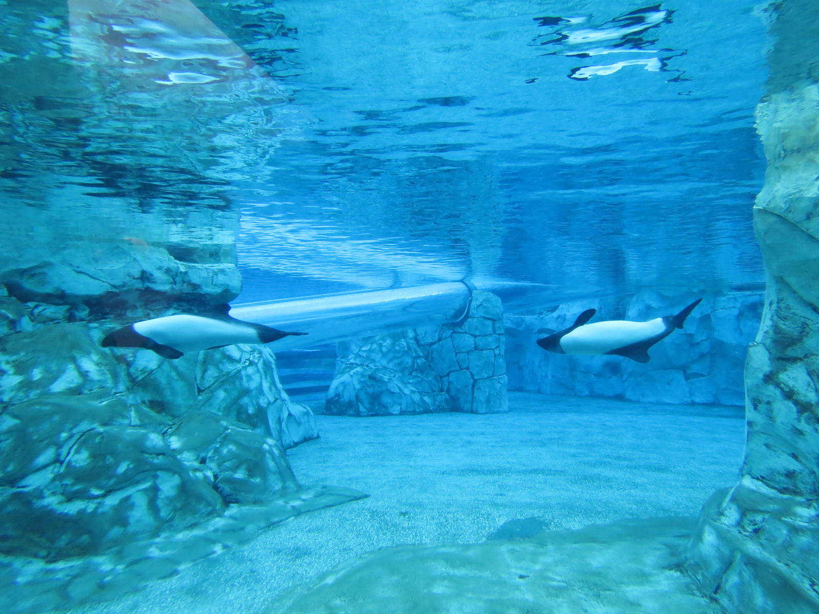 Commerson's dolphin tank - Aquatica Orlando, March 2015
