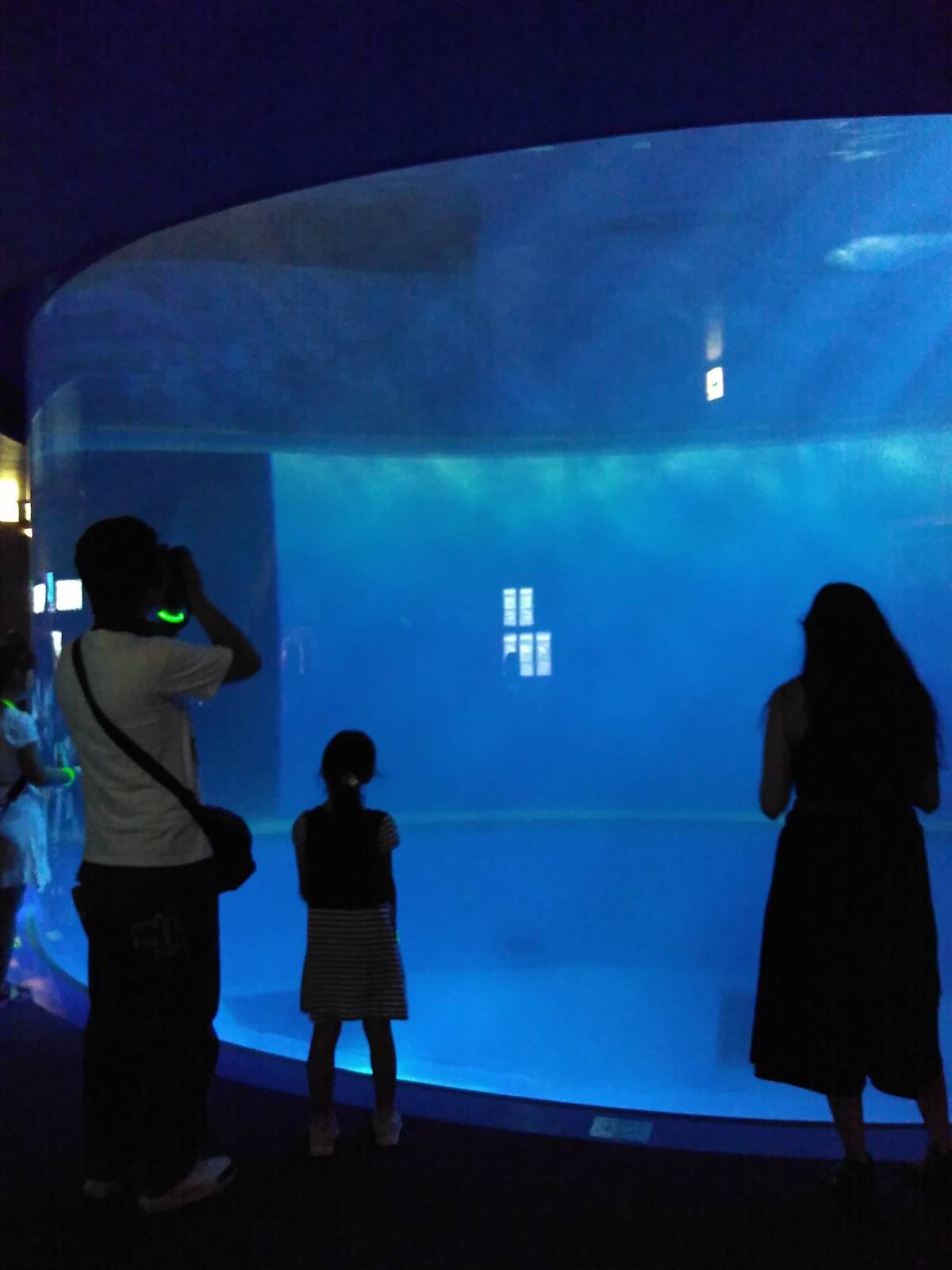 Commerson's dolphin tank