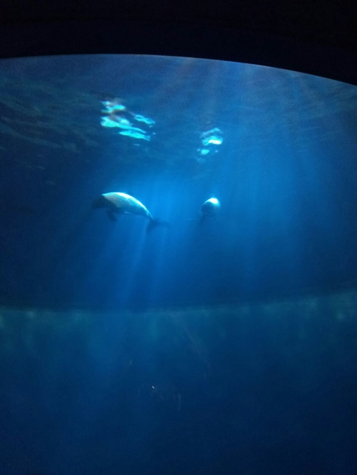 Commerson's dolphin