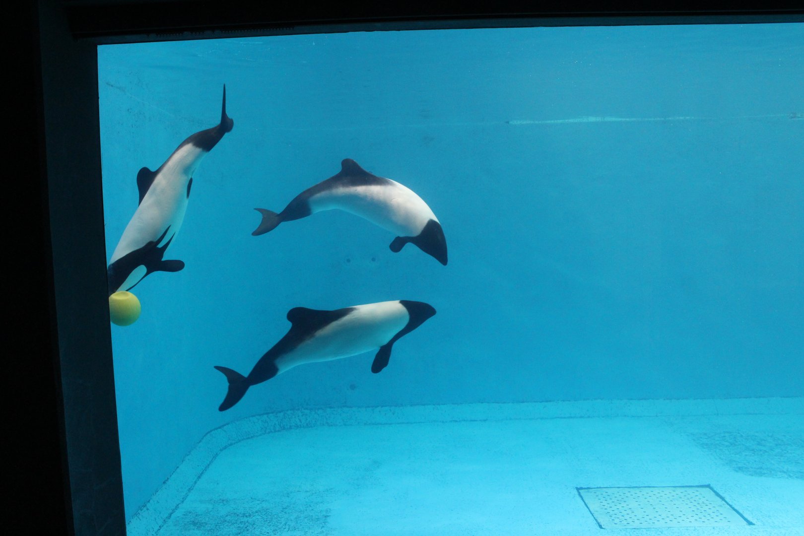 Commerson's dolphin