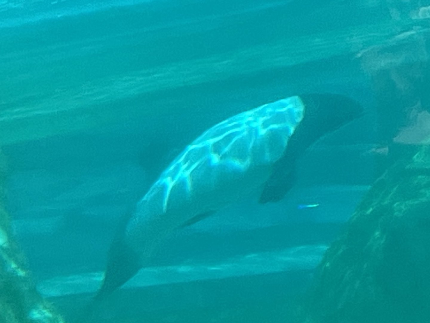 commerson's dolphin