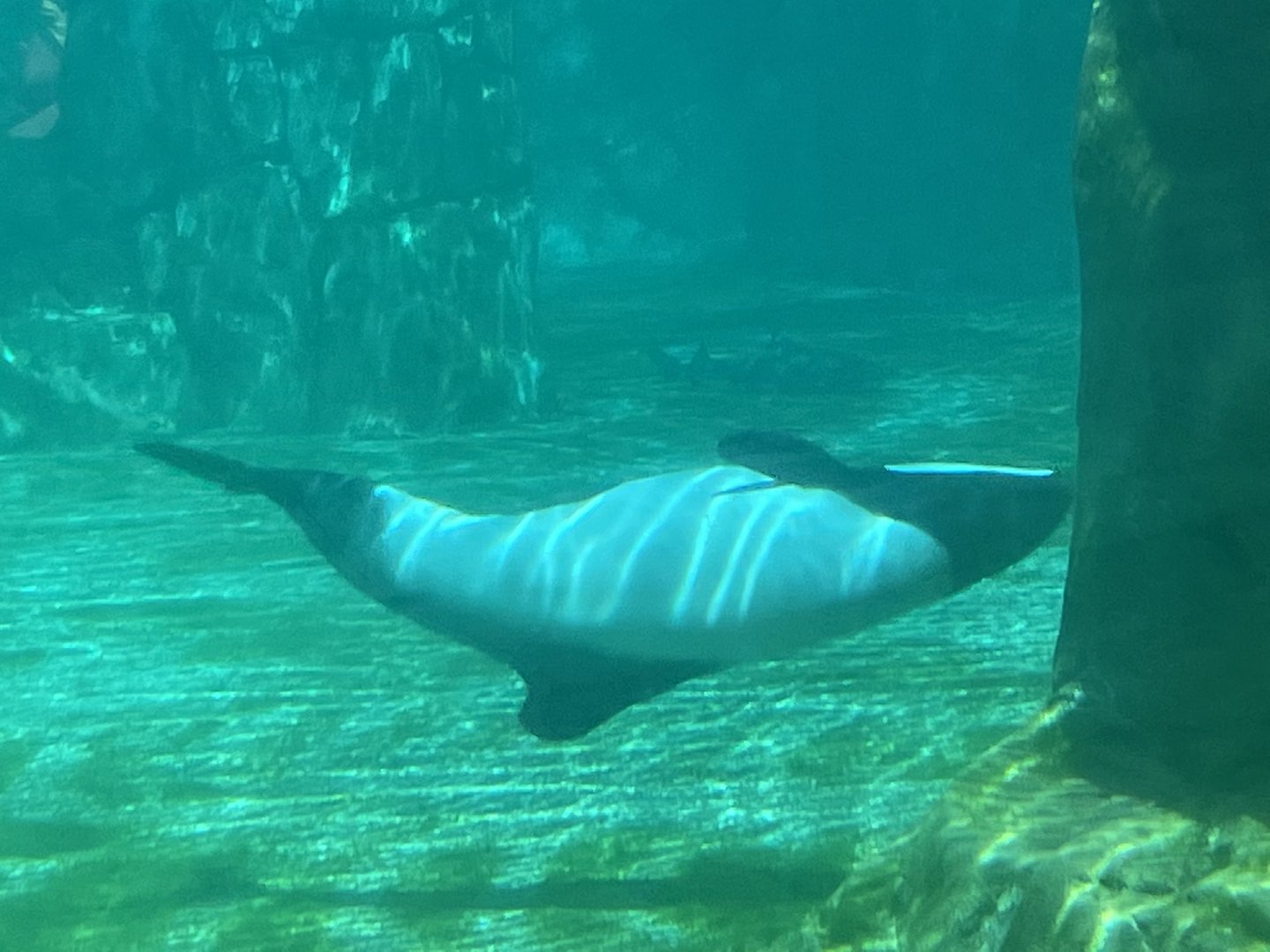 commerson's dolphin