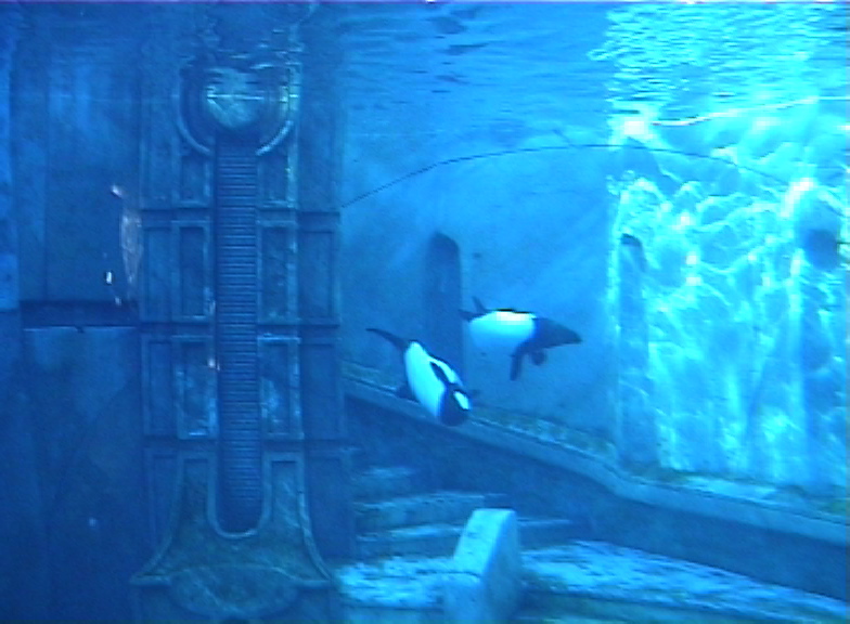 Commerson's dolphin