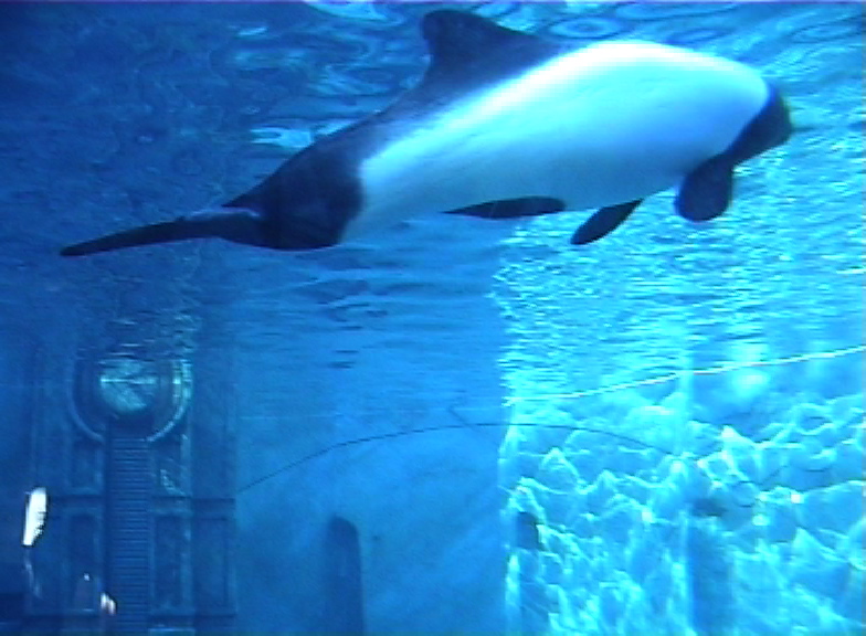 Commerson's dolphin