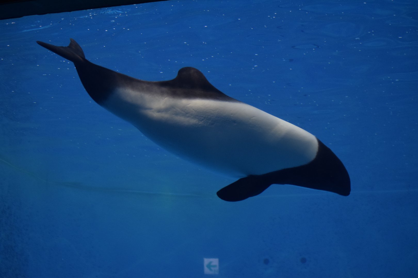 Commerson's dolphin