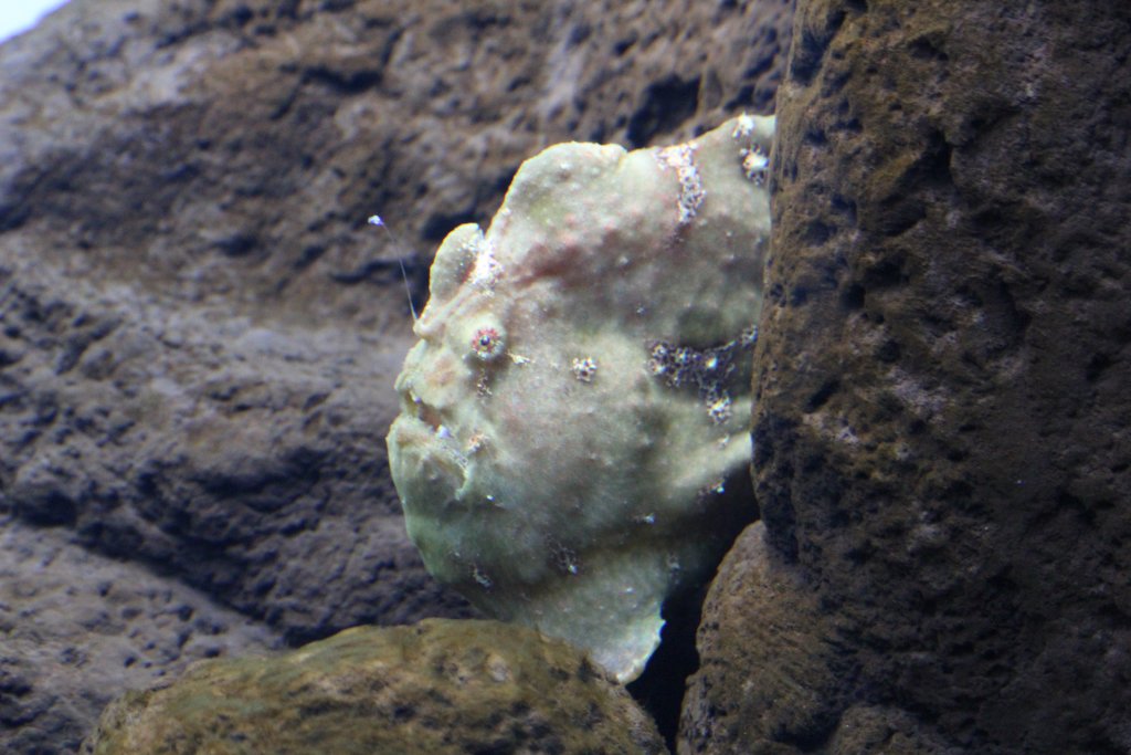 Commersons Frogfish adult