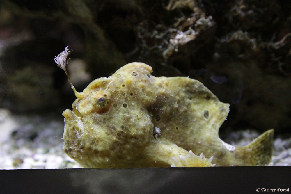 Commersons Frogfish (Antennarius commerson)