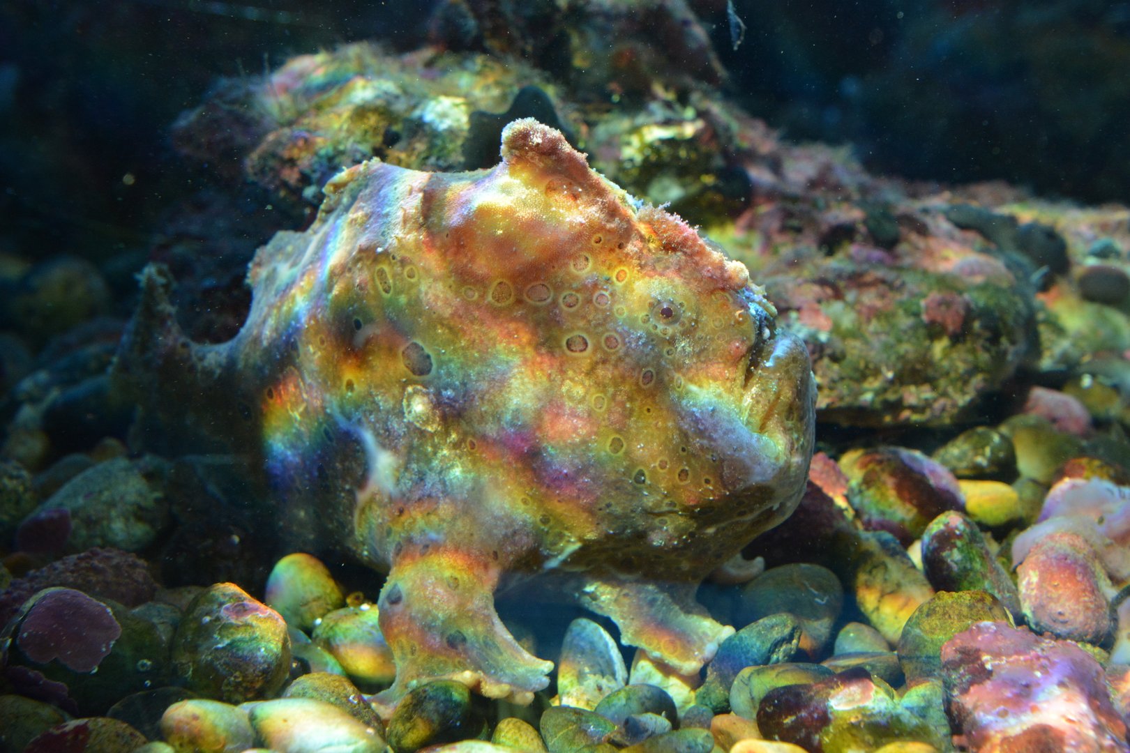 Commerson's frogfish (Antennarius commerson)