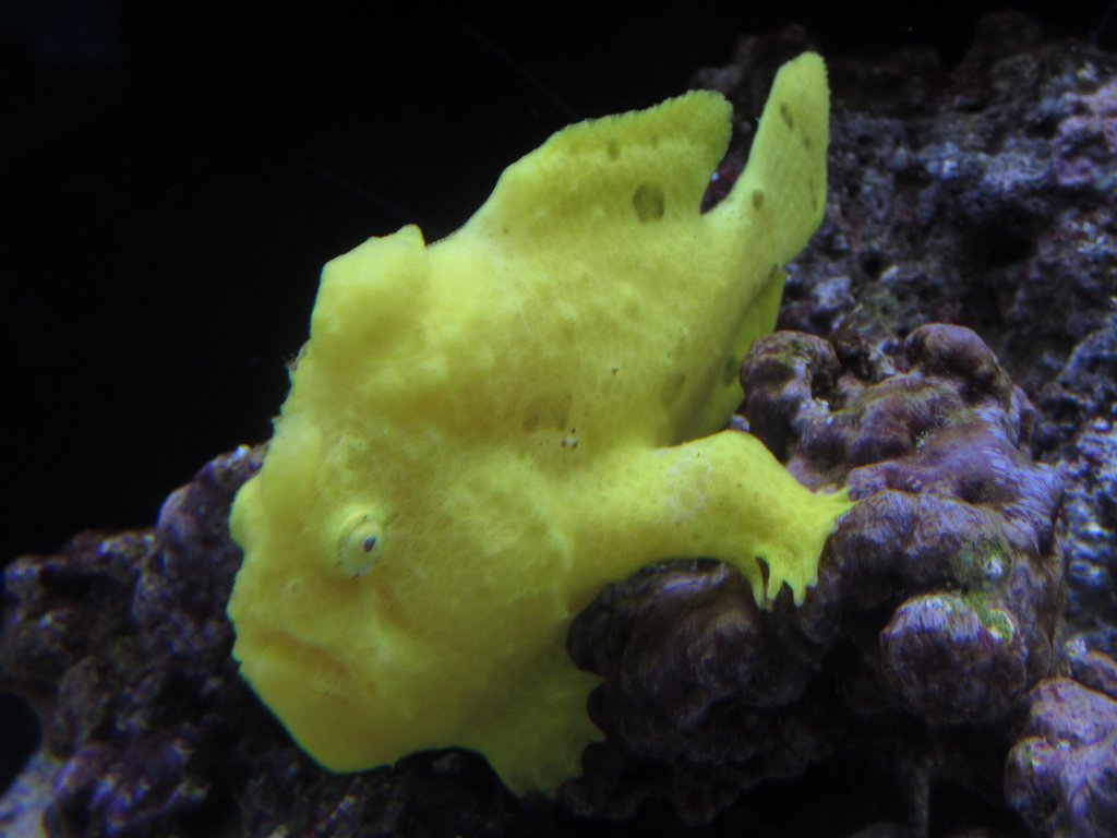Commersons Frogfish juvenile